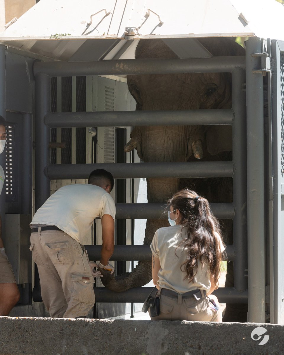 Preparan la mudanza de Pupy, la última de las elefantas del ex zoológico porteño: cuándo será y un obstáculo inesperado clar.in/4gYS38V