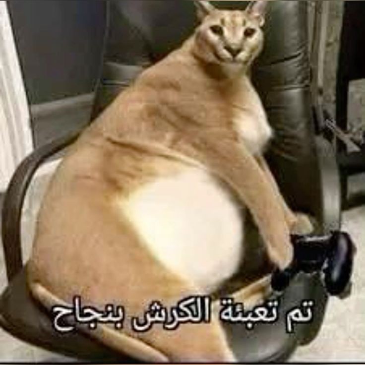 FaisaL 🍁 tweet media