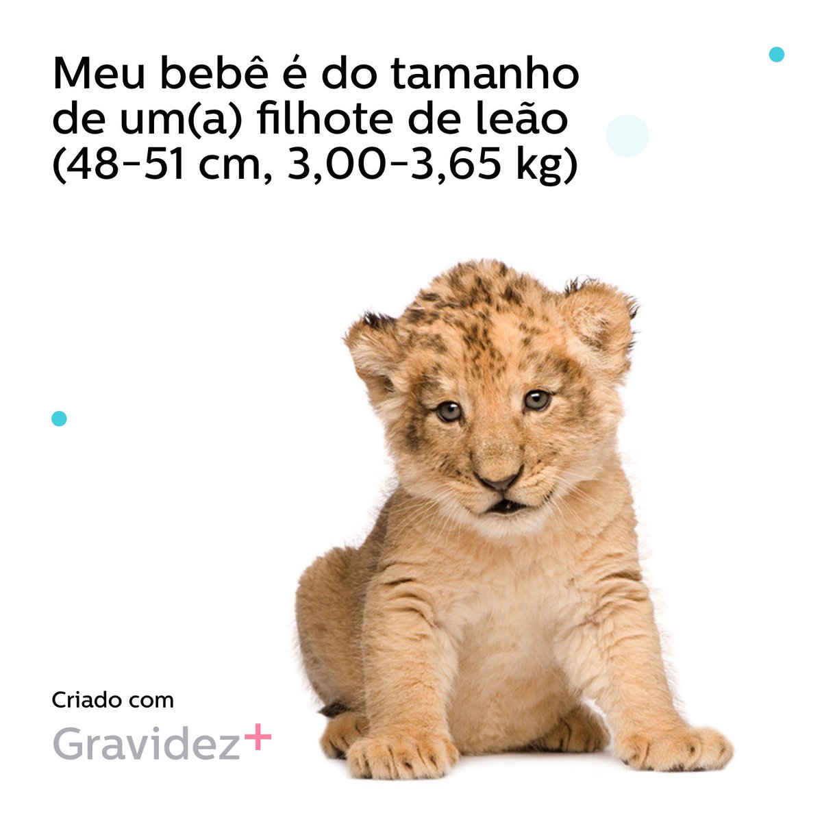 ⭐️⭐️⭐️⭐️⭐️⭐️⭐️⭐️⭐️ meses e agora eu sou um leãozinho que pode nascer a qualquer momento!