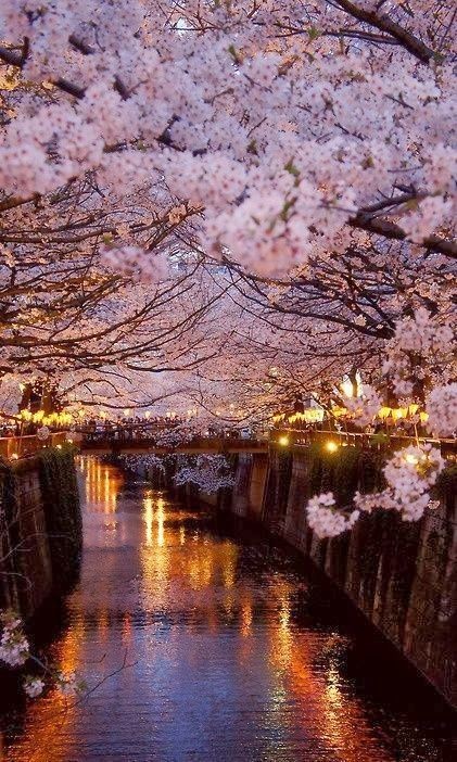 Nature Beauty (@naturebeautyh) on Twitter photo 