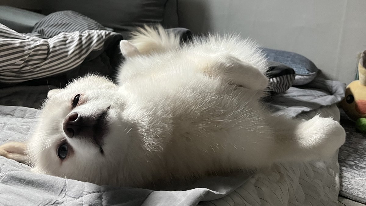 다들 잘 지내시죠? 아사는 건강하게 잘 지내고 있어요🫶