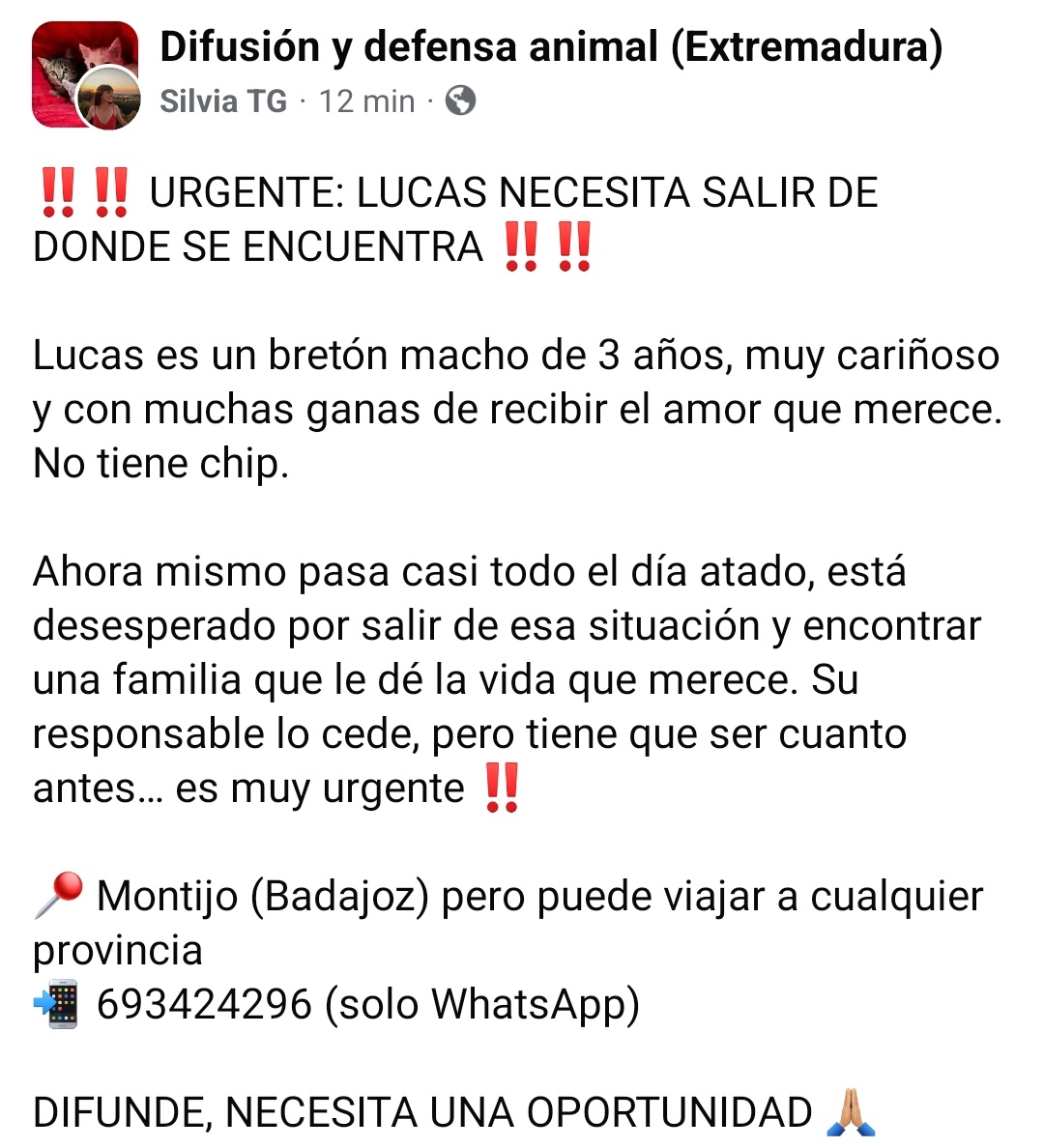 SolDifunde's tweet photo. LUCAS, Bretón de 3 años, muy cariñoso.
#ACOGIDA O #ADOPCION ⚠️⚠️
Esta en MONTIJO #BADAJOZ pero puede viajar.
Tlf: 693424296
#PERROS https://t.co/rIrFuTSO2C