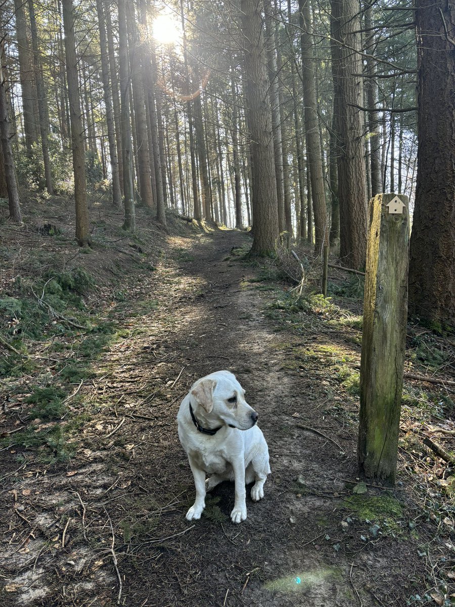 Amber posing for a photo on a Saturday morning walk #Surrey #Hindhead #nationaltrust