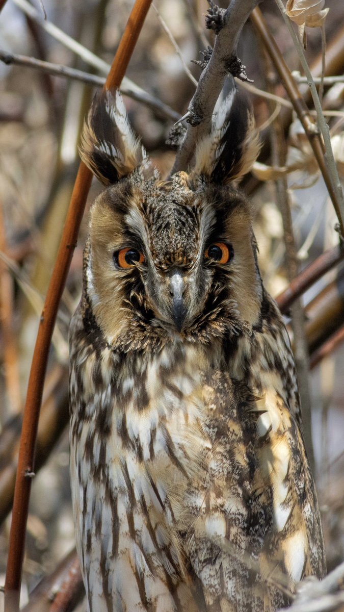 birddetectiveTR's tweet photo. Yeni yaşın ilk kuşlarından. #ankara #baykuş https://t.co/KhGOEXnWQx