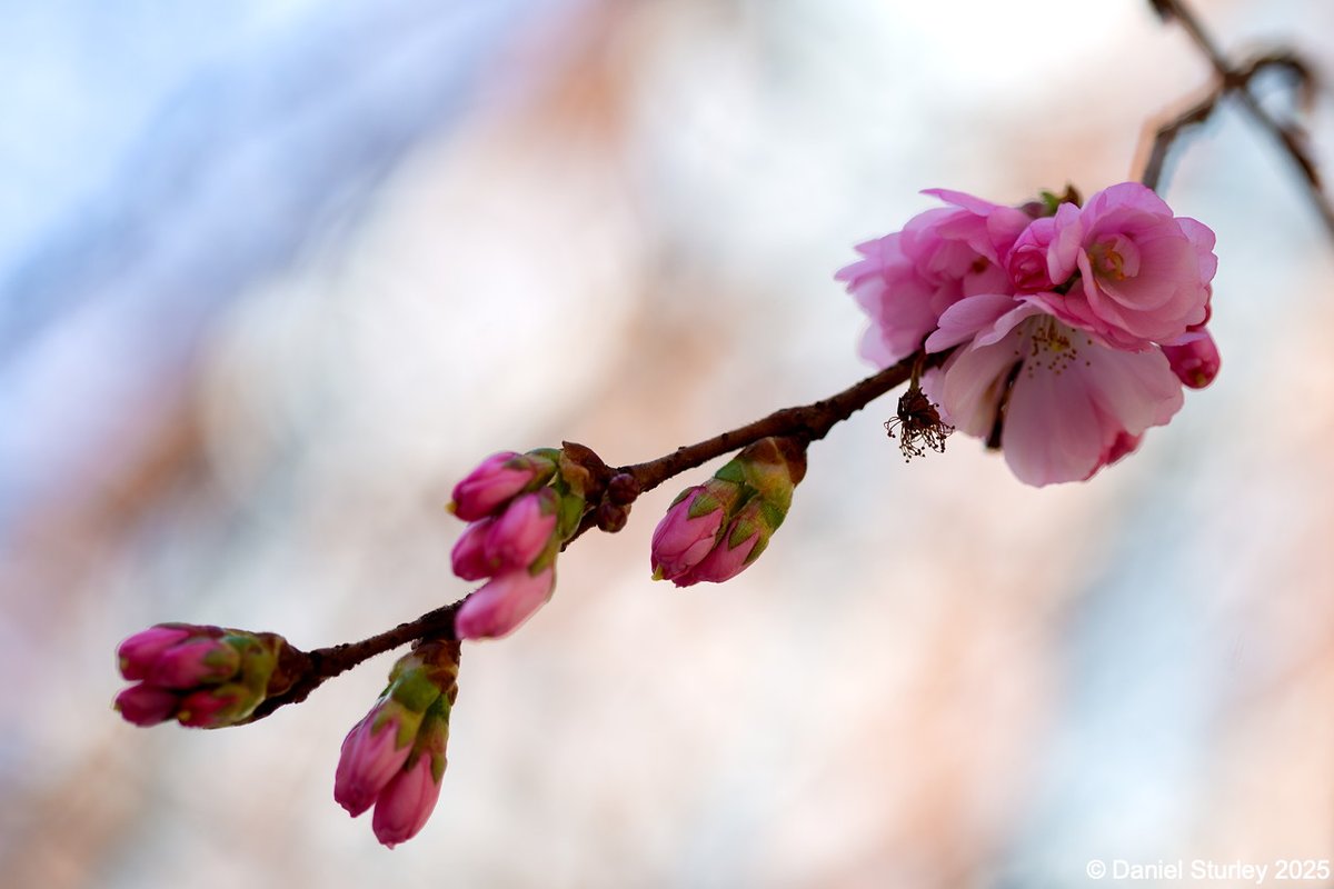 Daniel Sturley (@ikonic_exposure) on Twitter photo #Birmingham UK, #blossom, the first sign of #spring in Oozells Square <a href="/Brindleyplace/">Brindleyplace</a> this morning 😃
#BirminghamWeAre #Blooming
#PinkBlossom #Birmingham UK, #blossom, the first sign of #spring in Oozells Square <a href="/Brindleyplace/">Brindleyplace</a> this morning 😃
#BirminghamWeAre #Blooming
#PinkBlossom