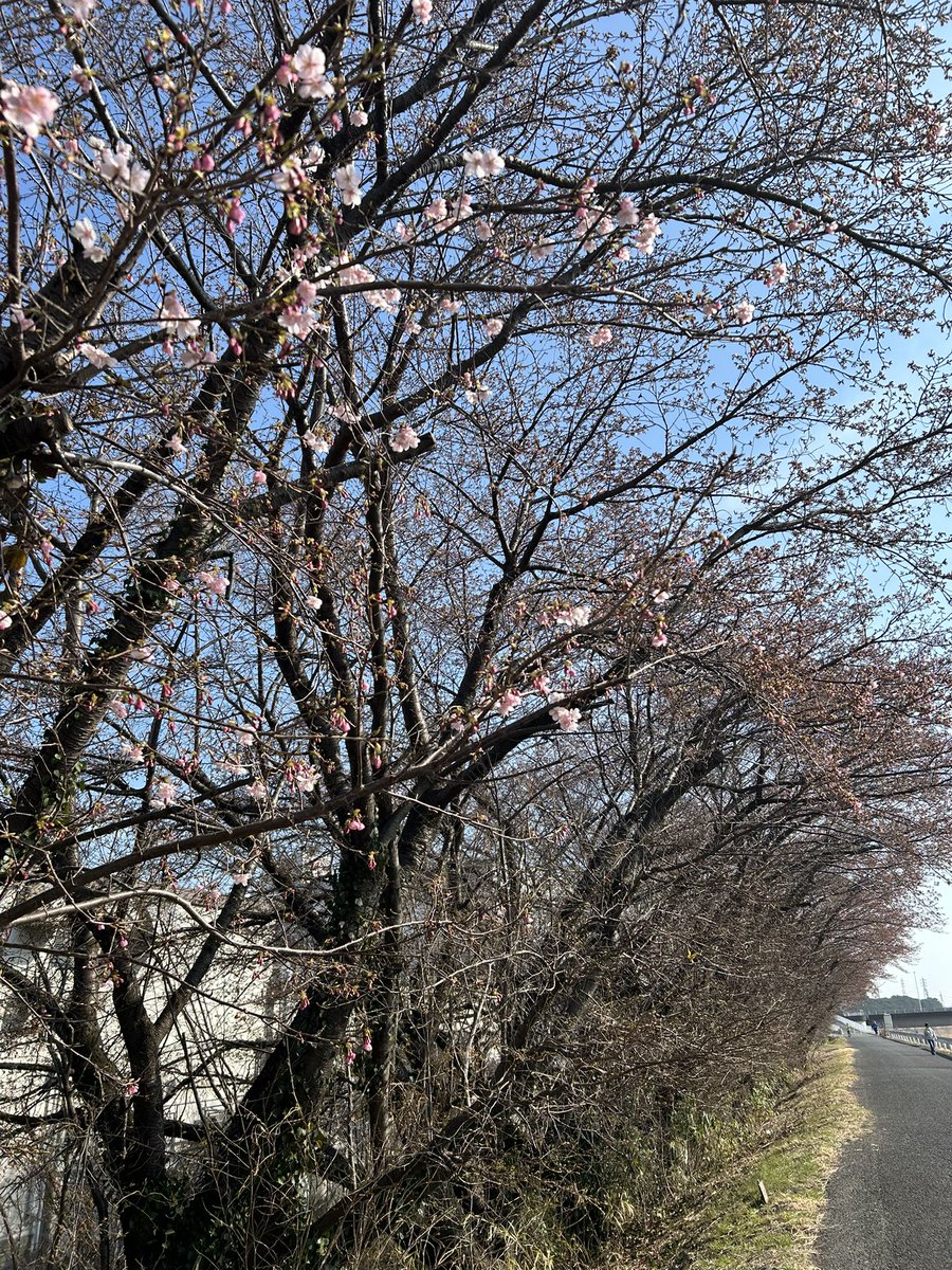 trsp1300's tweet photo. もう咲いてるよ https://t.co/gLLA0vLgHS