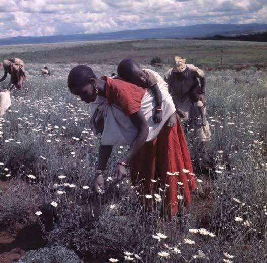 PastSpeaks's tweet photo. Female labourers at a pyrethrum plantation in Kenya, August 1972.

#InHistory https://t.co/pupDQnNqvE