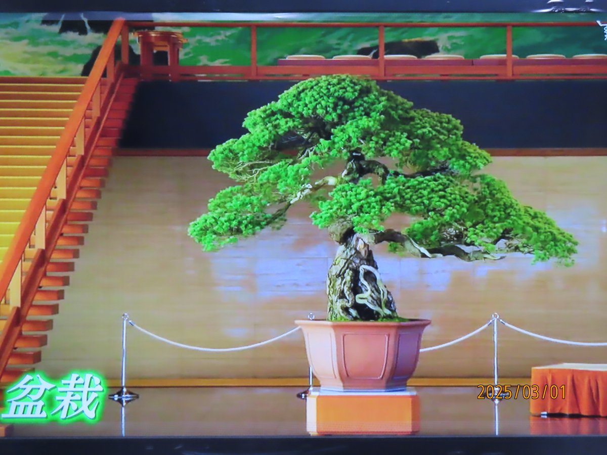 3月1日放送 NHK #美の壺スペシャル_皇居 なかなか中を見られない皇居の