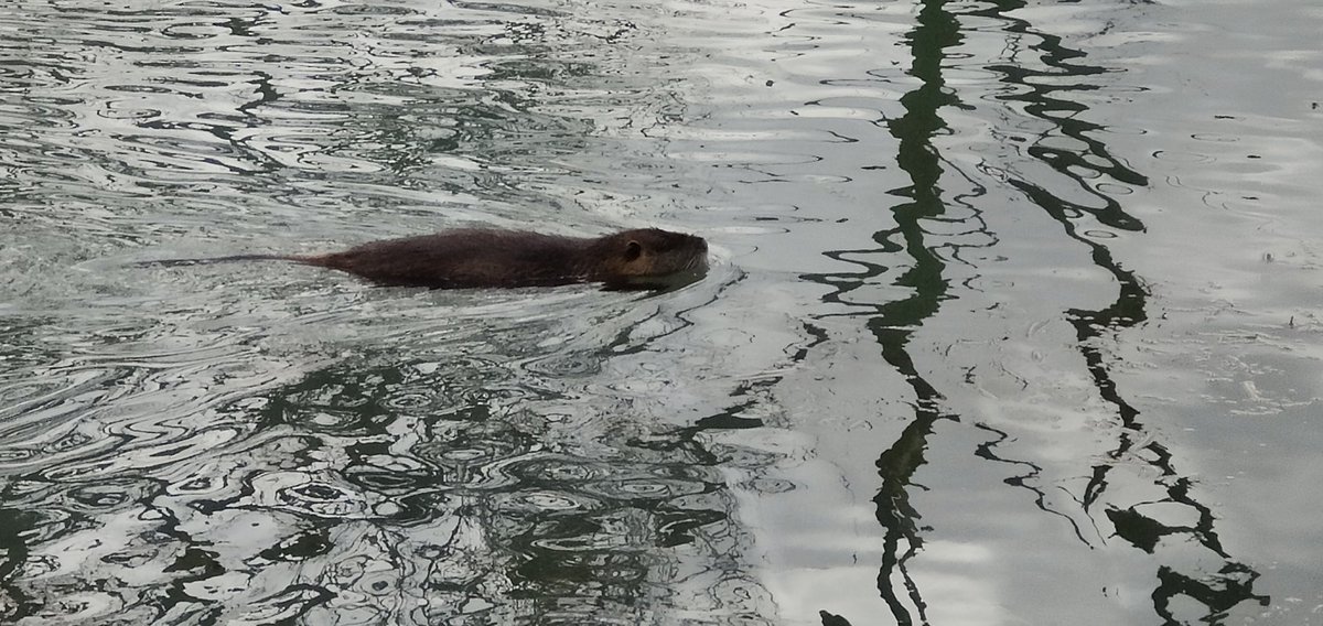 Dave Roe tweet media