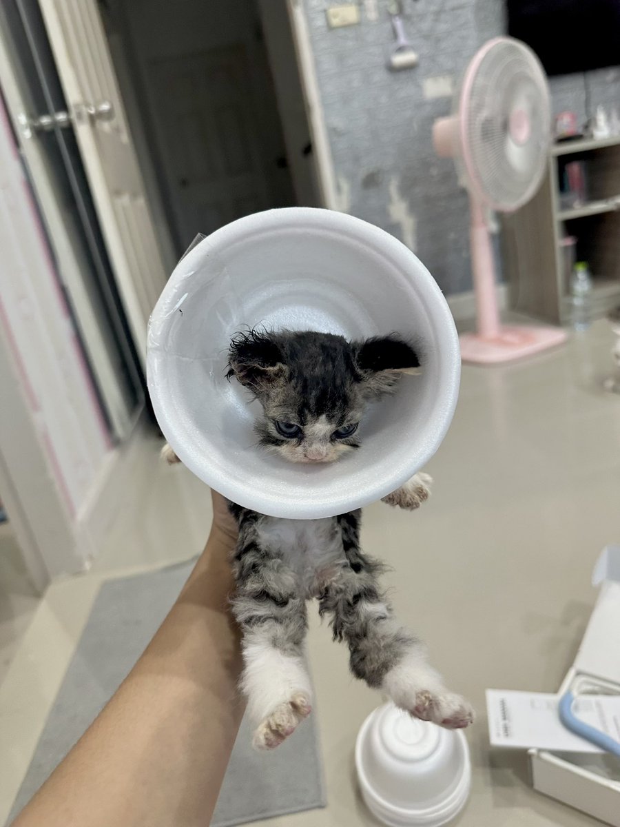 คอลล่าแมวเด็ก DIY 🤣
เมื่อเราหาซื้อคอลล่าไซส์เล็กให้ลูกแมวไม่ได้ ก็ทำเองไปเลยค่ะ 55555555 🤣
