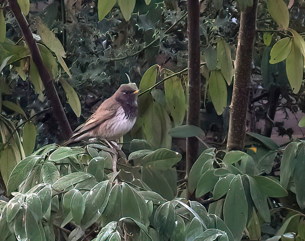 A little too distant &amp; misty for the camera, but excellent ‘scope views of Hampshire’s first Black-throated Thrush at Lindford this morning, which now seems to have picked up a tick on its right eye. Thanks to <a href="/UKTwitcher/">Simon King</a> &amp; <a href="/LewisStuff/">alan lewis wildlife stuff</a> for arranging access &amp; marshalling.