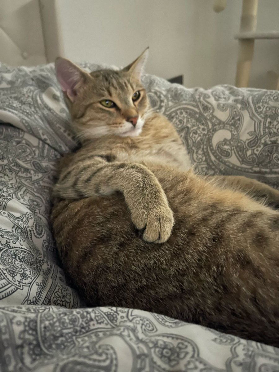 Warum sieht mein Kater aus wie ein Mitte 40 jähriger Mann, der am Wochenende Fußball schaut und mich anschreit, ich soll ihm noch ein Bier bringen?
Ich hab Angst