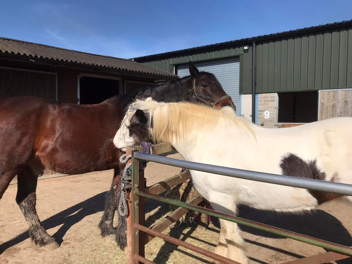 The horses enjoying the sunshine today ☀️