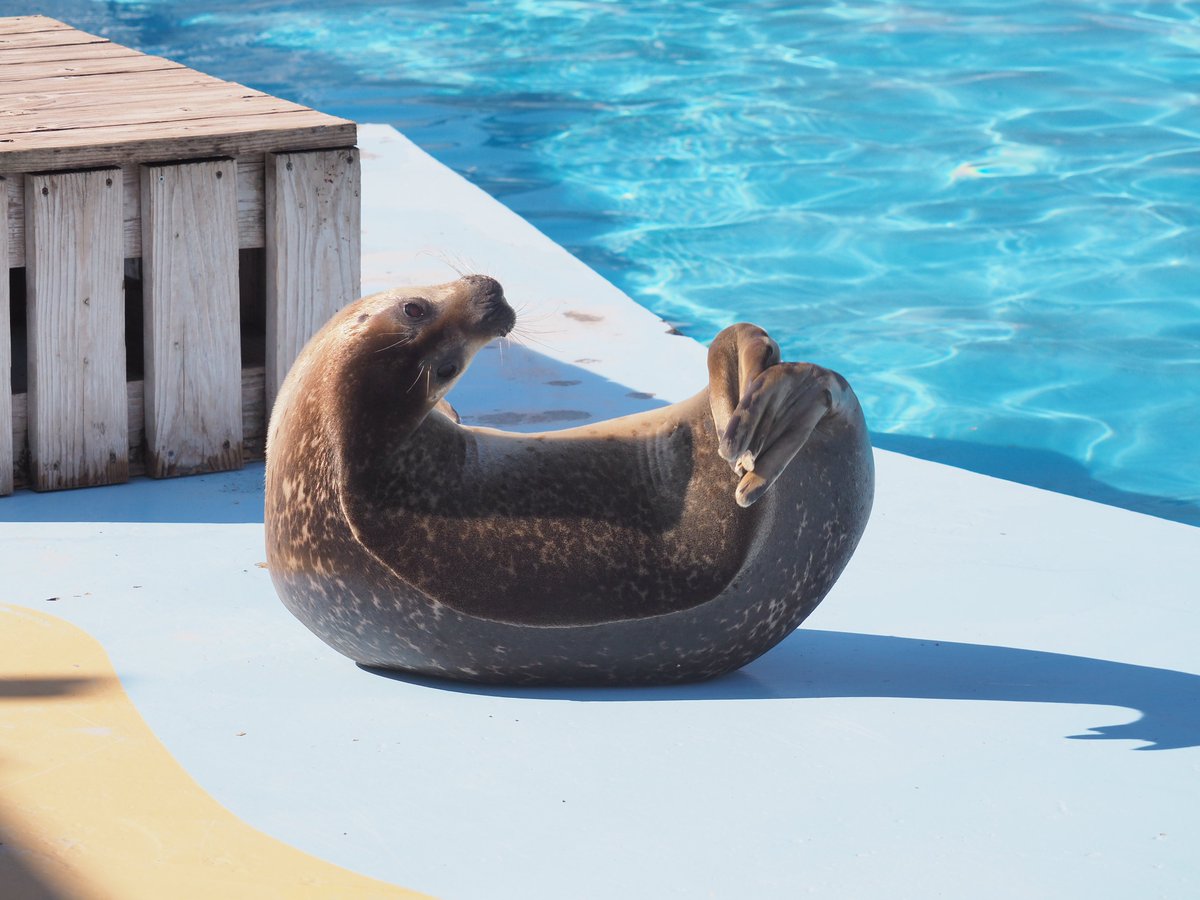 はなまるは乾いて寝てても全然アザラシくさくなかったんですが、それは加齢臭なんですかね？
よく嗅ぐアザラシ臭はw

2025.02
#東武動物公園