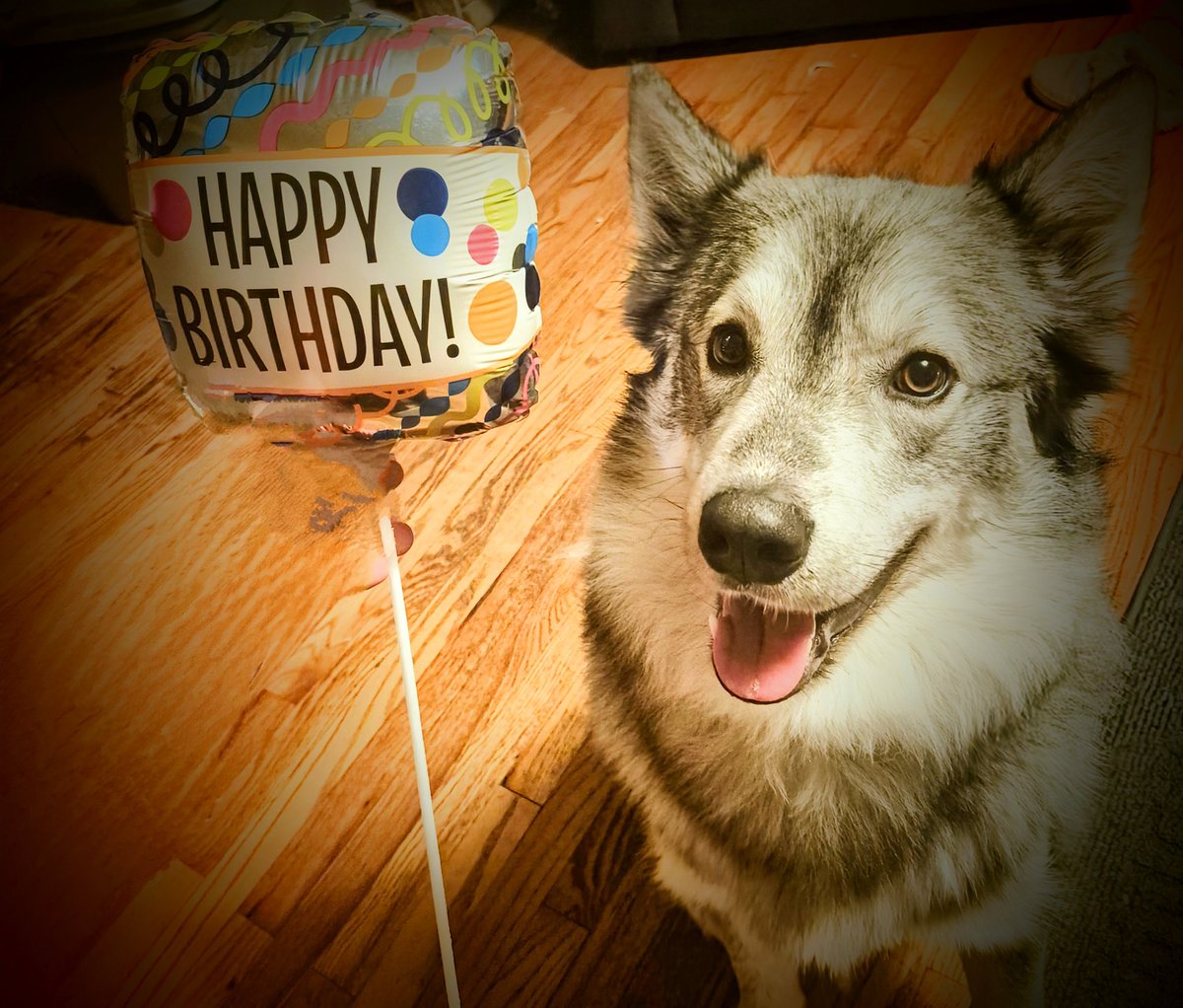 j9_colbert's tweet photo. The Bru is 2!!! THANKS for all the birthday wishes, I'm extending my festivities, it is my Birthday weekend ๐ #dogofX #dogs #huskylove #birthdayboy #birthweekend #rescuedogs #greenlanddog https://t.co/MyuTgoXCX5