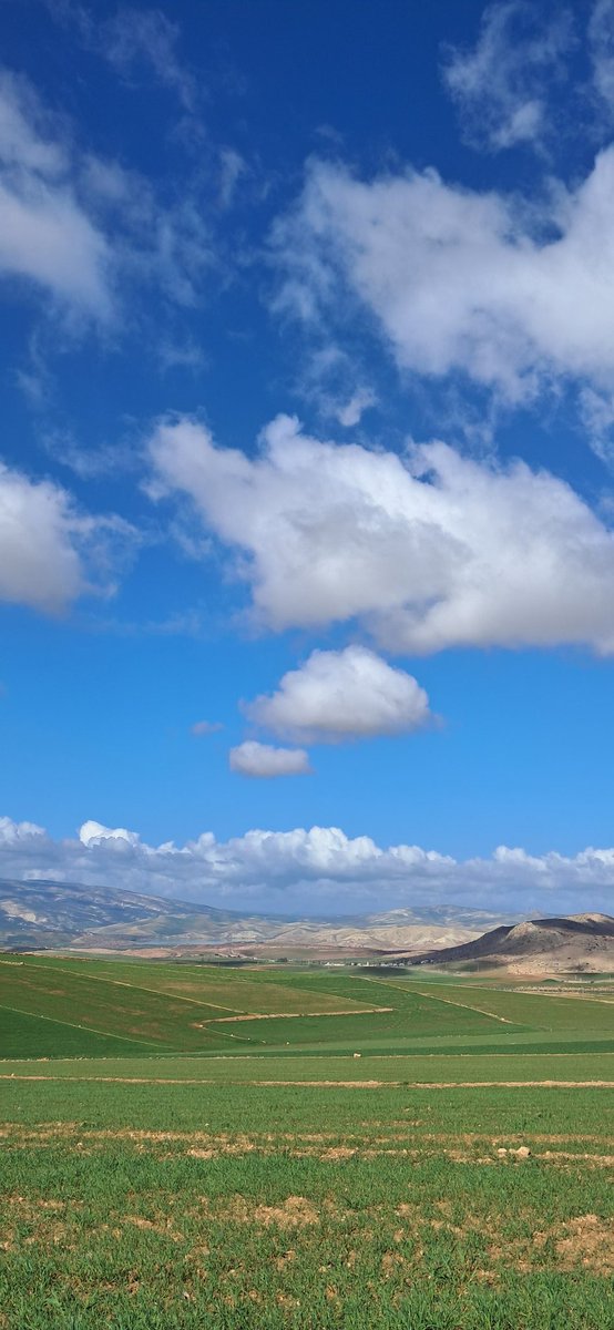 موحى tweet media