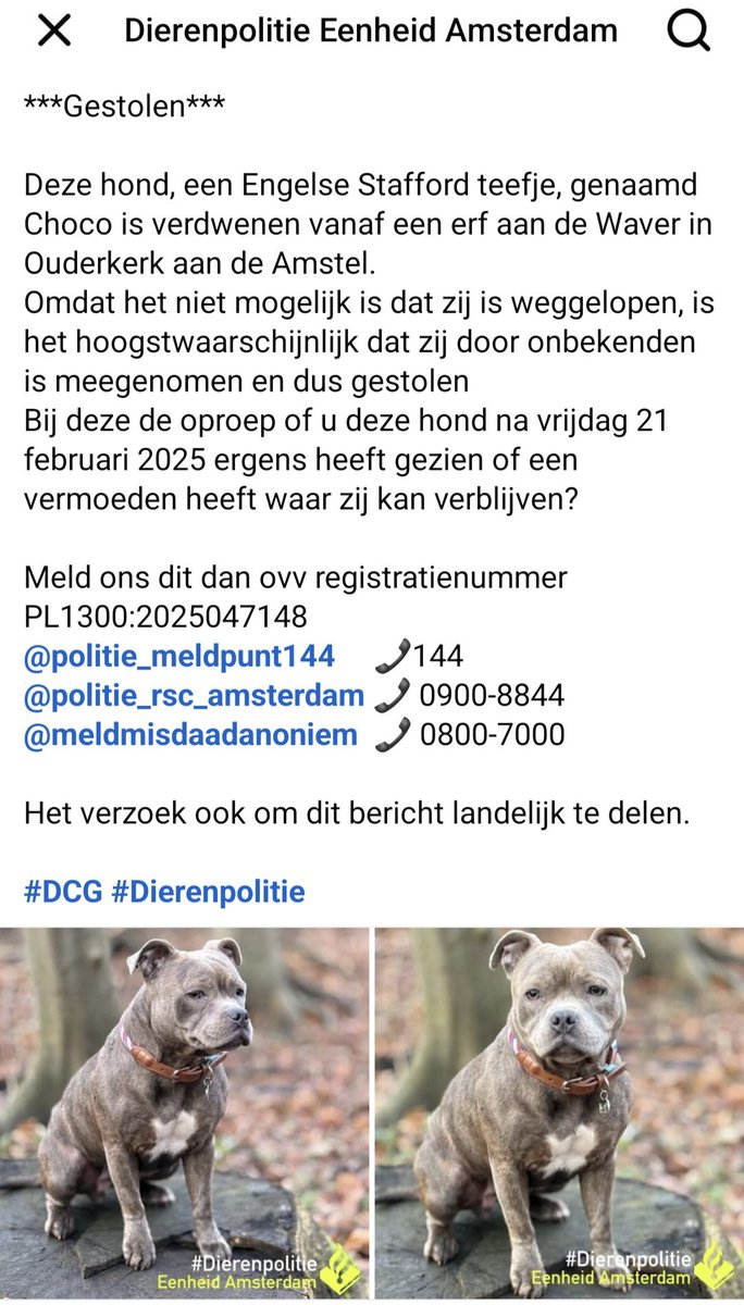 huismuizen's tweet photo. Help mee Choco thuis te brengen❗️
5000€ voor de gouden tip.
Delen is lief 💚
https://t.co/1vcTScV3Yb https://t.co/lN0z3eOFe5