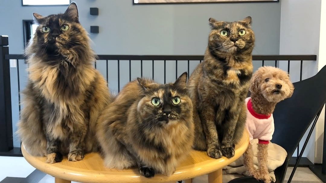 サビ猫の日 #サビ猫はいいぞ