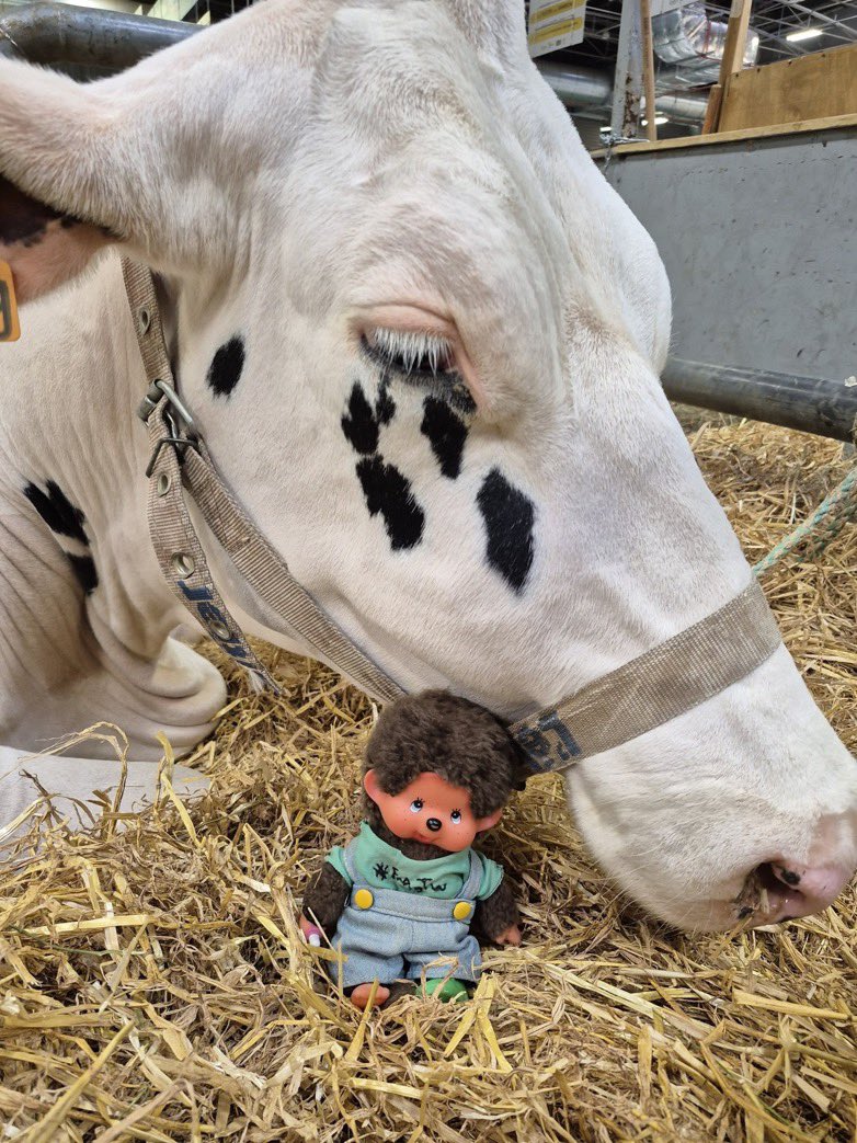 Cet après-midi, je suis allé à la rencontre de Teams, une Prim'Holstein présente pour le Trophée International de l'Enseignement Agricole. Elle m'a fait un gros câlin !

#FrAgTw