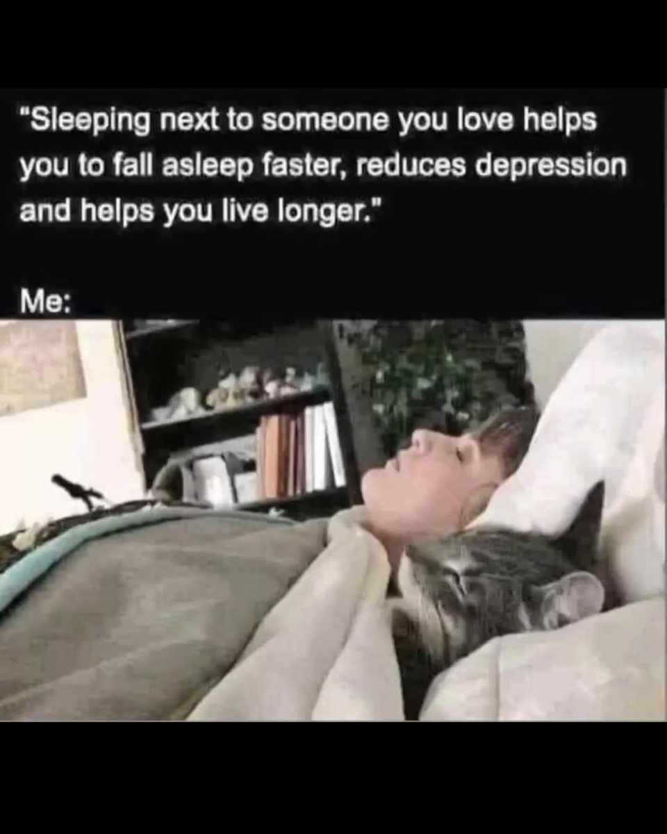 cats with powerful impression 🐾 tweet media