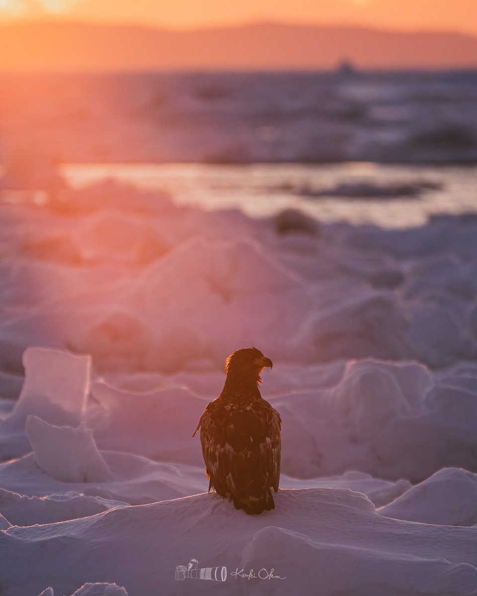 wp0821pt's tweet image. やっぱ鷲はかっこいい
羅臼っぽい写真撮れて嬉しい

#東京カメラ部
#これソニーで撮りました
#α9 #SonyAlpha 
#羅臼