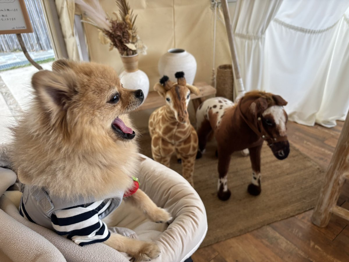 今日は狭山のCafe &amp; Resto Cherry with Dogさんからハシゴして、ずっと行きたかった、川越のcafe soanさんにいてきたよ😋