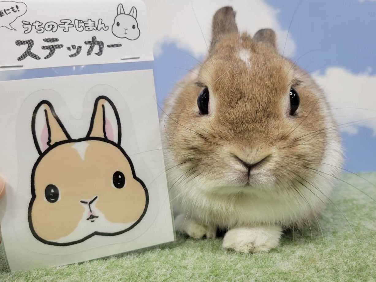 うさぎ専門店Tiny rabbit 鶴瀬店 (@tinyrabbit_6060) / X うさぎ専門店Tiny rabbit 鶴瀬店 (@tinyrabbit_6060) / X