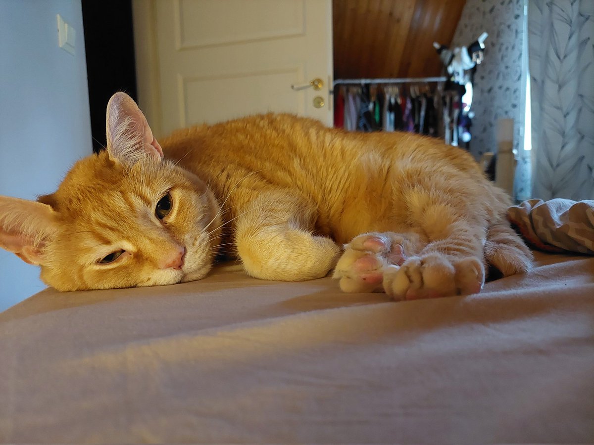 Me ollaan tänään juteltu paljon siitä, ettei kaikki oranssit ole tyhmiä.