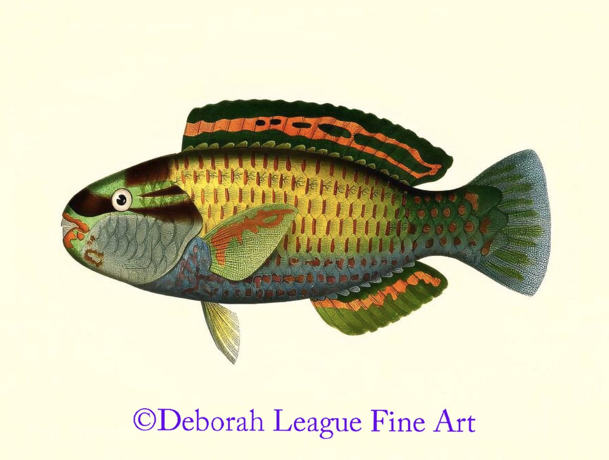 DeborahLeagueFA's tweet photo. Vintage Japanese Parrotfish #watercolor #watercolour #painting #fish #vintage #ayearforart #buytintoart #wallart #homedecor #vintageart #ichthyology #fishart #fishpainting #giftidea #anglergift #tropicalfish #triggerfish #andrewgarrett #illustration #marinelife #wildlife
ART - https://t.co/uftAbiCtCl