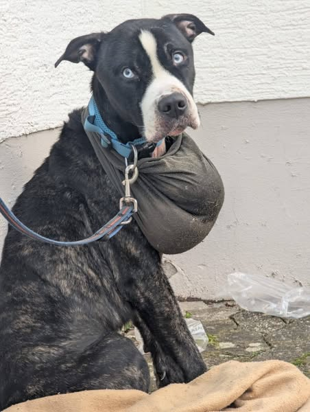 yolandaschultes's tweet photo. Tierheim Ludwigshafen Kopie: Sprachlos!
Wer kennt diesen Hund? Wer kann Hinweise zum Halter geben?
Geboren 2019, in Ludwigshafen bei Tasso auf den Namen "Sammy" gemeldet.
Unsere Mitarbeiterin fand heute morgen um 7:30 Uhr diesen Hund am Tor angebunden vor.
In dem grünen Tuch befand sich ein fußballgroßer, geplatzter, eitriger Tumor.
Der Gestank war abartig, seine Schmerzen, seine Angst unerträglich.
Er wurde umgehend operiert und kämpft derzeit um sein Leben.
Bilder des Tumors ersparen wir euch.
Es gibt KEINEN Grund ein Tier auszusetzen!
Es gibt KEINEN Grund sein Tier über Monate leiden zu lassen!
Uns fehlen mal wieder die Worte, wir kämpfen um dein Leben "Bones".
Bitte weiträumig teilen, Hinweise bitte an 
+49 621 553000
info@tierheim-ludwigshafen.com