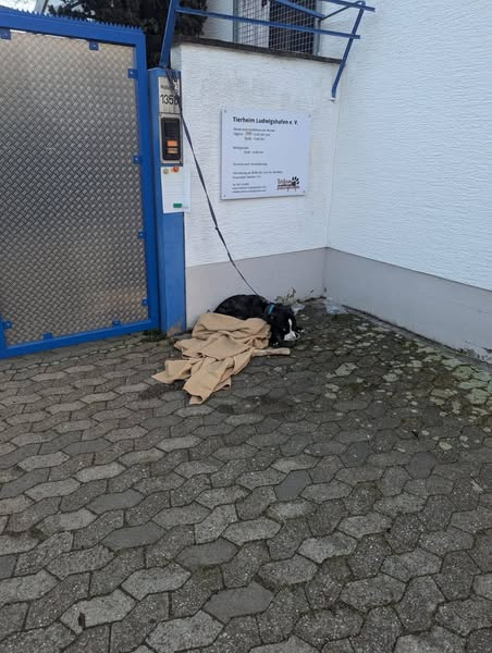 yolandaschultes's tweet photo. Tierheim Ludwigshafen Kopie: Sprachlos!
Wer kennt diesen Hund? Wer kann Hinweise zum Halter geben?
Geboren 2019, in Ludwigshafen bei Tasso auf den Namen "Sammy" gemeldet.
Unsere Mitarbeiterin fand heute morgen um 7:30 Uhr diesen Hund am Tor angebunden vor.
In dem grünen Tuch befand sich ein fußballgroßer, geplatzter, eitriger Tumor.
Der Gestank war abartig, seine Schmerzen, seine Angst unerträglich.
Er wurde umgehend operiert und kämpft derzeit um sein Leben.
Bilder des Tumors ersparen wir euch.
Es gibt KEINEN Grund ein Tier auszusetzen!
Es gibt KEINEN Grund sein Tier über Monate leiden zu lassen!
Uns fehlen mal wieder die Worte, wir kämpfen um dein Leben "Bones".
Bitte weiträumig teilen, Hinweise bitte an 
+49 621 553000
info@tierheim-ludwigshafen.com