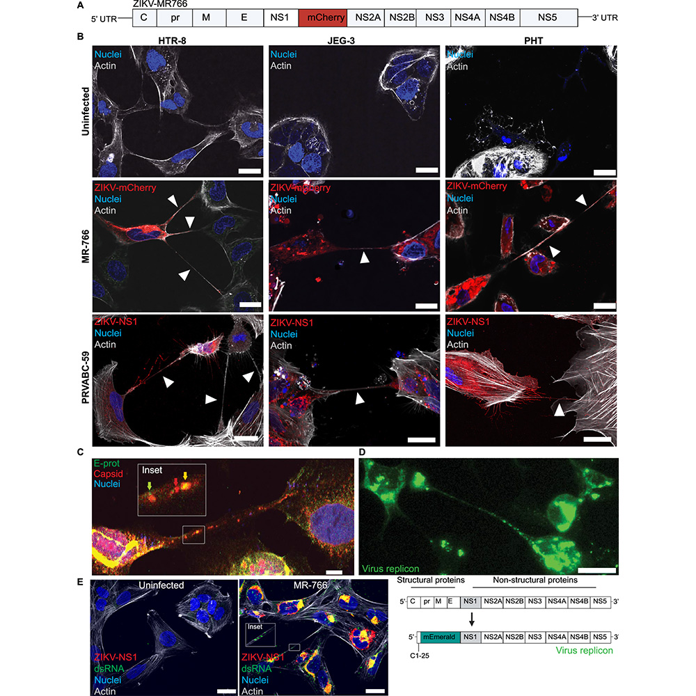 Nature Portfolio (@natureportfolio) on Twitter photo A study in <a href="/NatureComms/">Nature Communications</a> shows that Zika virus NS1 induces tunneling nanotubes in placental cells, which facilitate viral spread and transport of mitochondria in placental cells. go.nature.com/41iQooH A study in <a href="/NatureComms/">Nature Communications</a> shows that Zika virus NS1 induces tunneling nanotubes in placental cells, which facilitate viral spread and transport of mitochondria in placental cells. go.nature.com/41iQooH