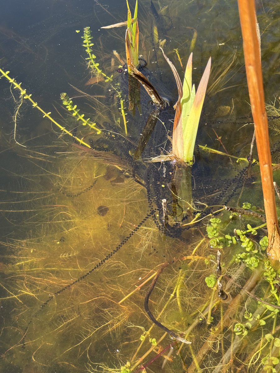 WildImaging's tweet photo. First few strings of #toadspawn in my urban #Somerset #gardenpond. Recorded to #spawnmap. @PondDip @froglifers @SomersetWT https://t.co/vPbEUJgBm8