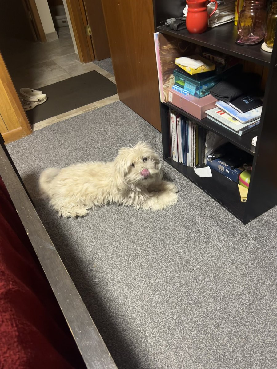 Louis ✨🩶 tweet media