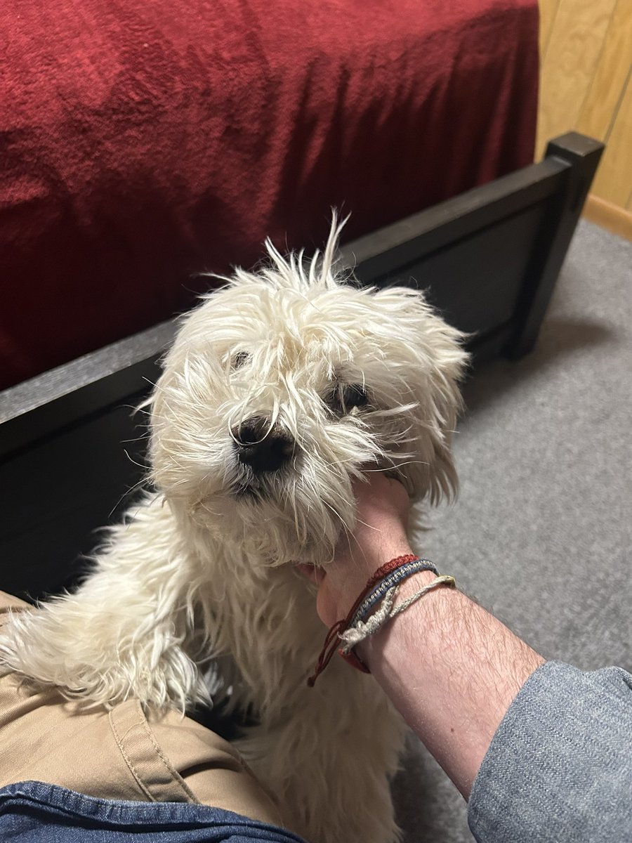 Louis ✨🩶 tweet media