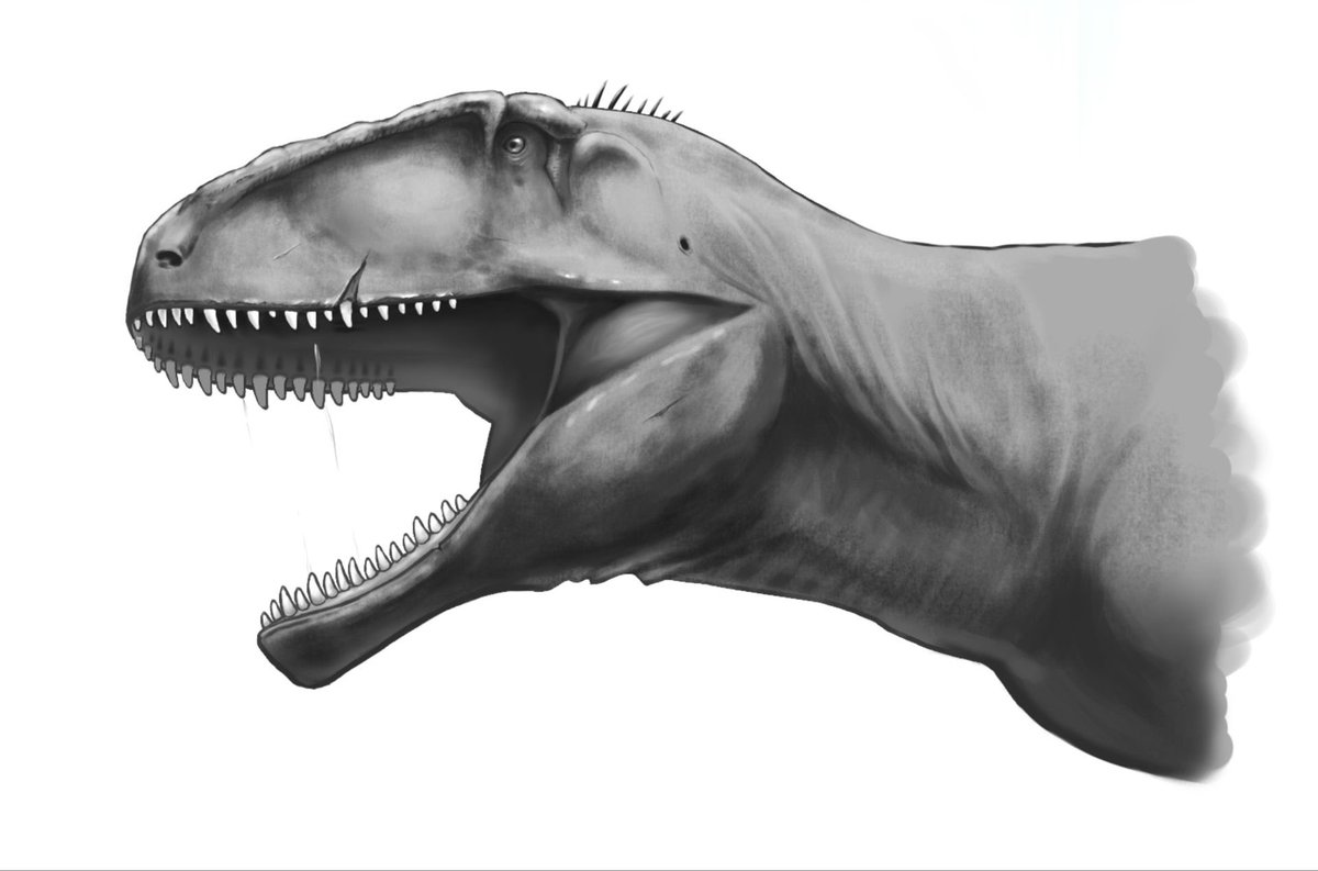 dreammmm176572's tweet image. #Carcharodontosaurus #dinosaur Carcharodontosaurus,I finished this work with the help of many friends.