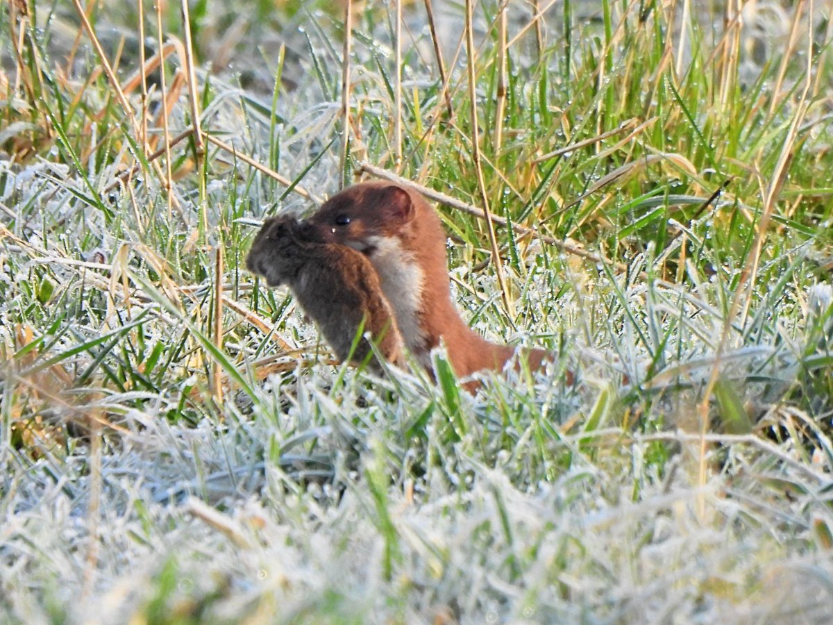 Tony Ramsden 30770451 tweet media