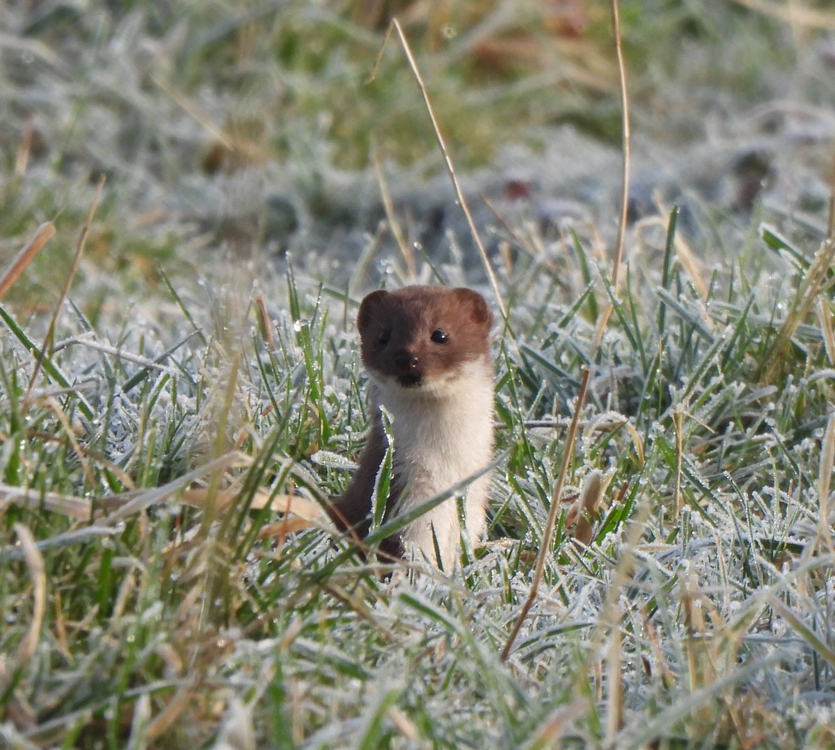 Tony Ramsden 30770451 tweet media