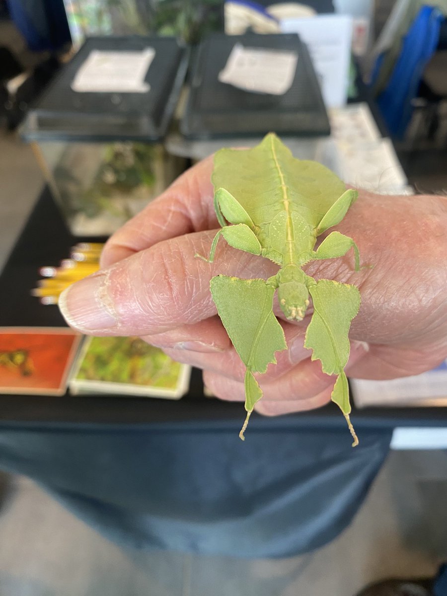 Giant leaf insect from Malaysia has excellent camouflage