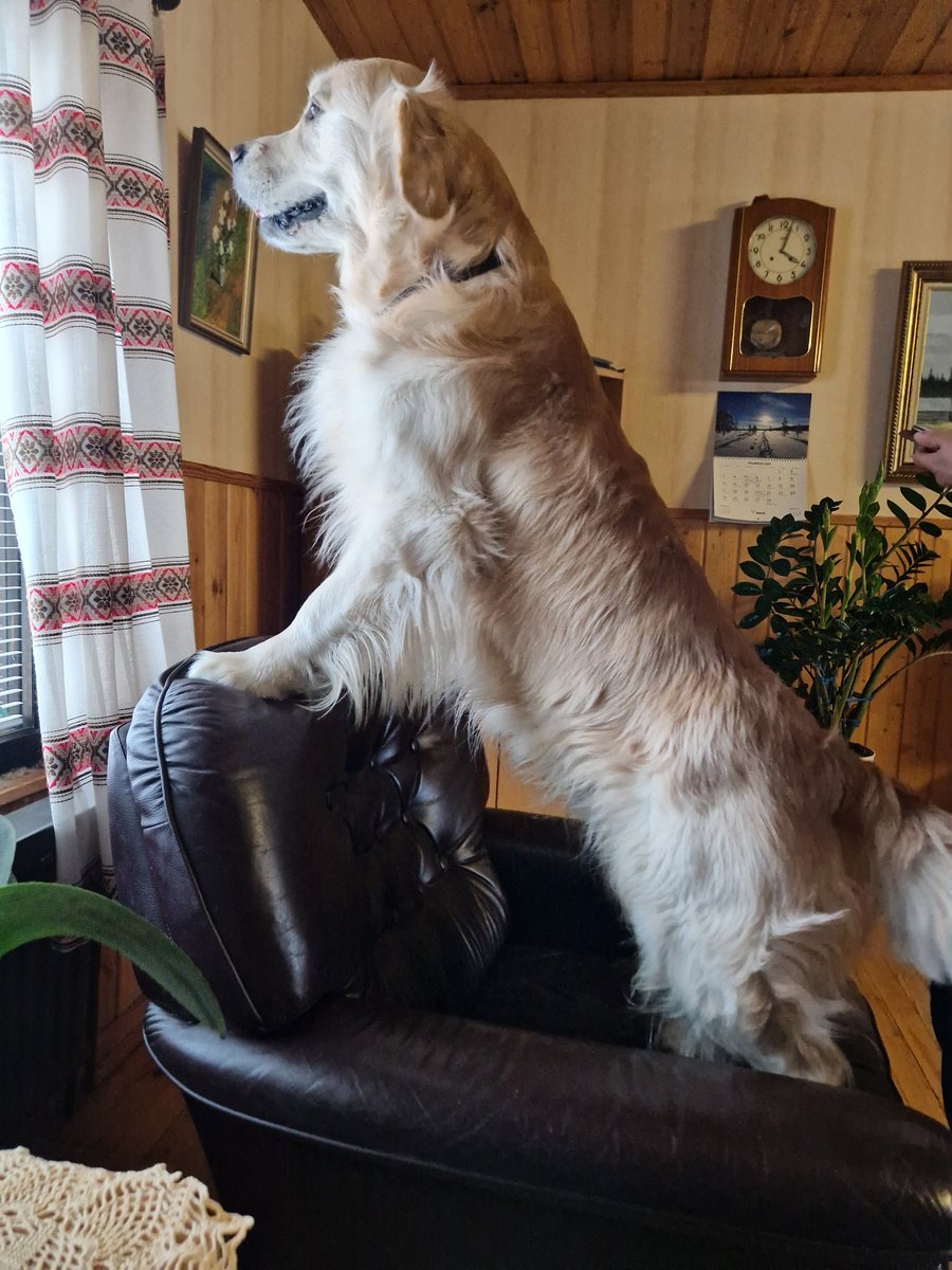 TornyMogren's tweet photo. Jalo kävi #nosework kokeessa Mikkelissä vaimon ohjauksessa. Hyvin löytyi jälleen hajukätköt -> luokkanousu voittaja/3. luokkaan💪 ja vaativuusaste nousee jälleen #goldynuuskuttaa https://t.co/lcU3Tl3Xnh