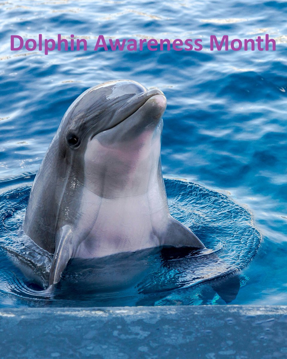Dolphin Awareness Month
Dolphin Awareness Month is an annual campaign commemorated in March to spread awareness about the merciless killing of dolphins. Dolphins are described as the smartest marine animal, and they have a long history of being friendly with human beings.