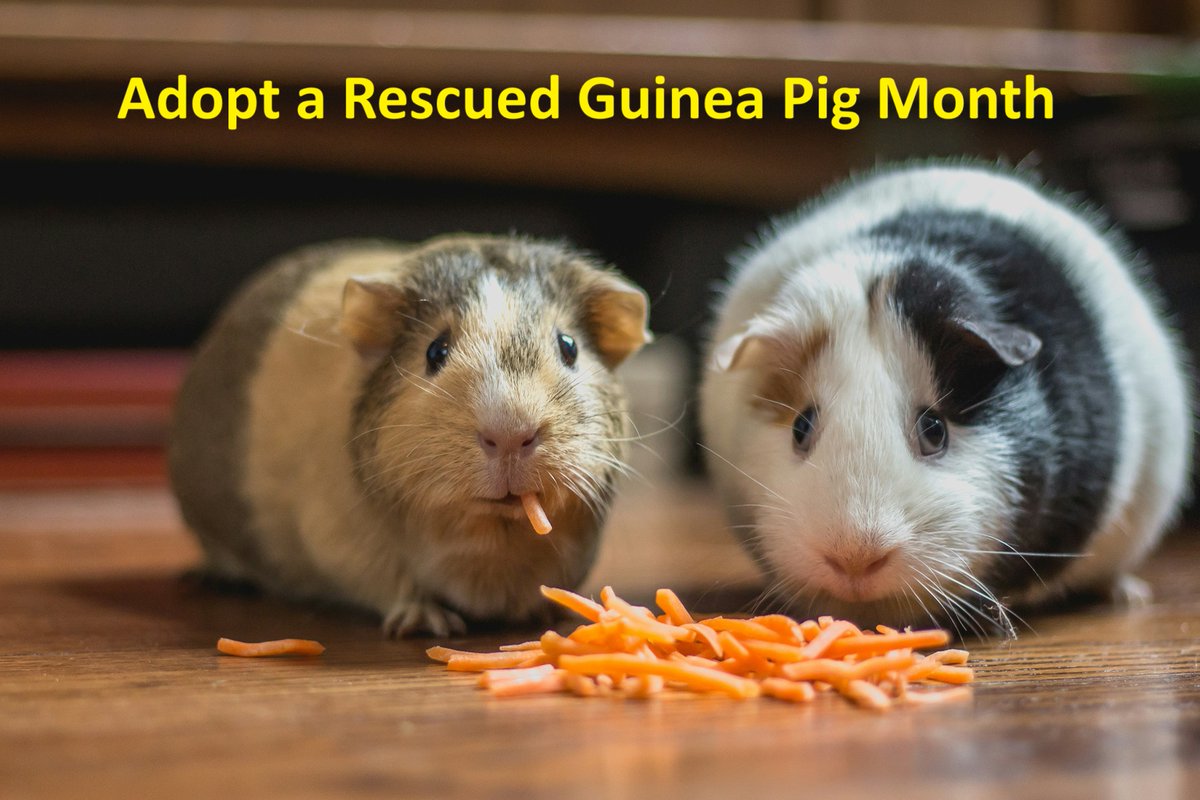 Adopt a Rescued Guinea Pig Month
Adopt a Rescued Guinea Pig Month is celebrated in March in the U.S. Adoption ensures you get a pig that has been checked and well-taken care of. They are related to a wild species called ‘cavy,’ which still roam around in the Andes.

A guinea pig
