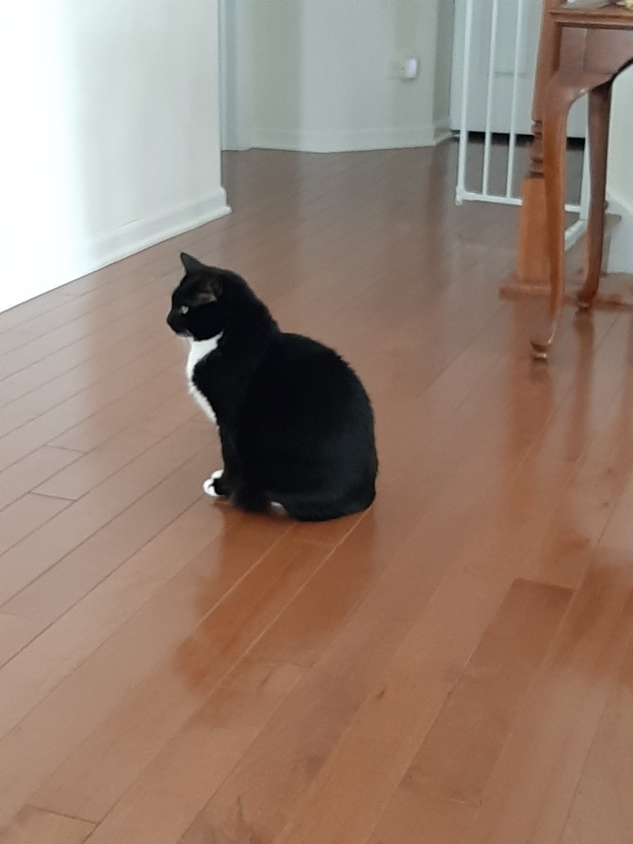 Paradoxpoet11's tweet image. #Caterday  #profiles #portraitsofPenny🐈‍⬛💜
