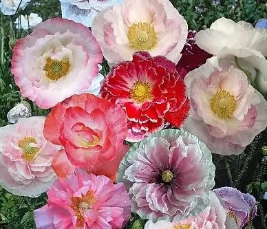 #뮤리엘의나눔 #RT이벤트

봄이네요 
이번 씨앗 나눔은 화려하게 
셜리 양귀비 씨앗 2개
봄에 의외로 우울해지기도 하는데 
이번 나눔은 주변의 슬픔을 지니신 분께 
위로의 의미로 선물해보는게 어떨까요?

팔로우+RT
우편비, 주소2종 제공
발표일 3월 13일
꽃씨를 받으시고 기뻐하는 주변인의 후기