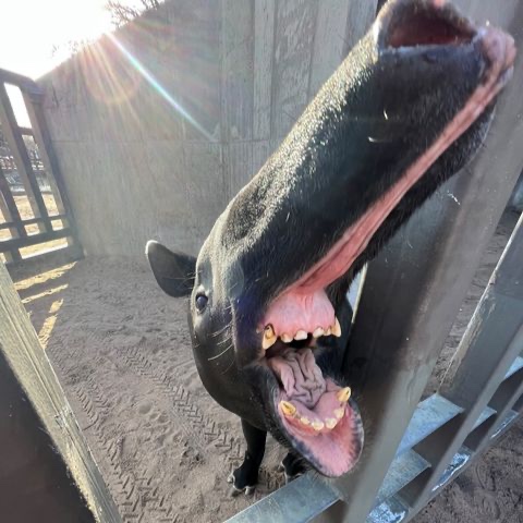 DenverZoo's tweet image. The final day of @EthereumDenver is almost here! 🎉 Before you wrap up #BUIDLing, why not make a lasting impact?

We accept donations in Ethereum and 100+ cryptocurrencies! Give today &amp;amp; help support DZCA: denverzoo.org/support-crypto

#EthereumDenver #Bufficorn #CryptoForGood