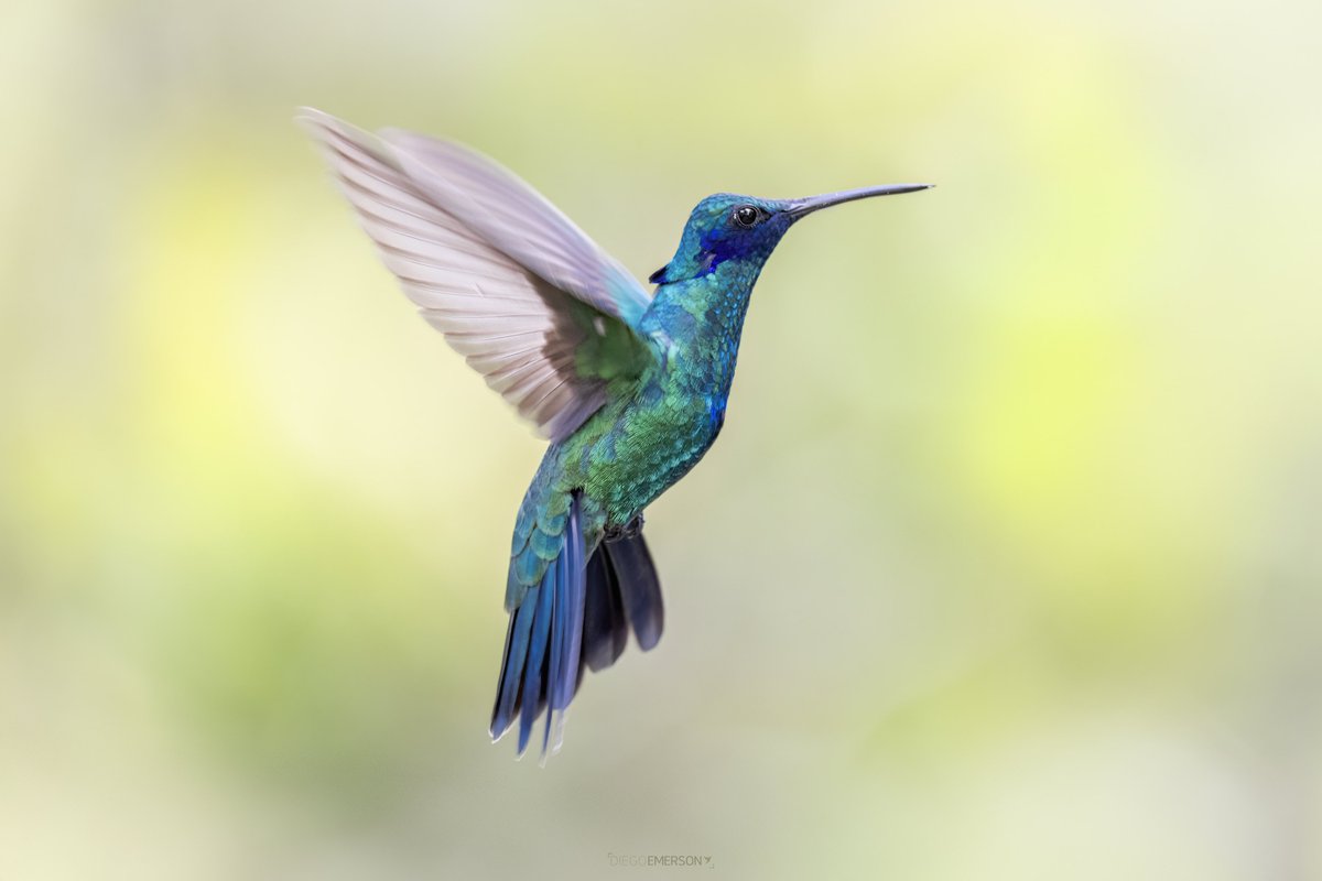 El colibrí más abundante en los parques 
bogotanos es el chillón….cuando voy caminando y lo escucho no puedo evitar la tentación de levantar la mirada para ubicarlo.

#spamdepajaritoscomunes