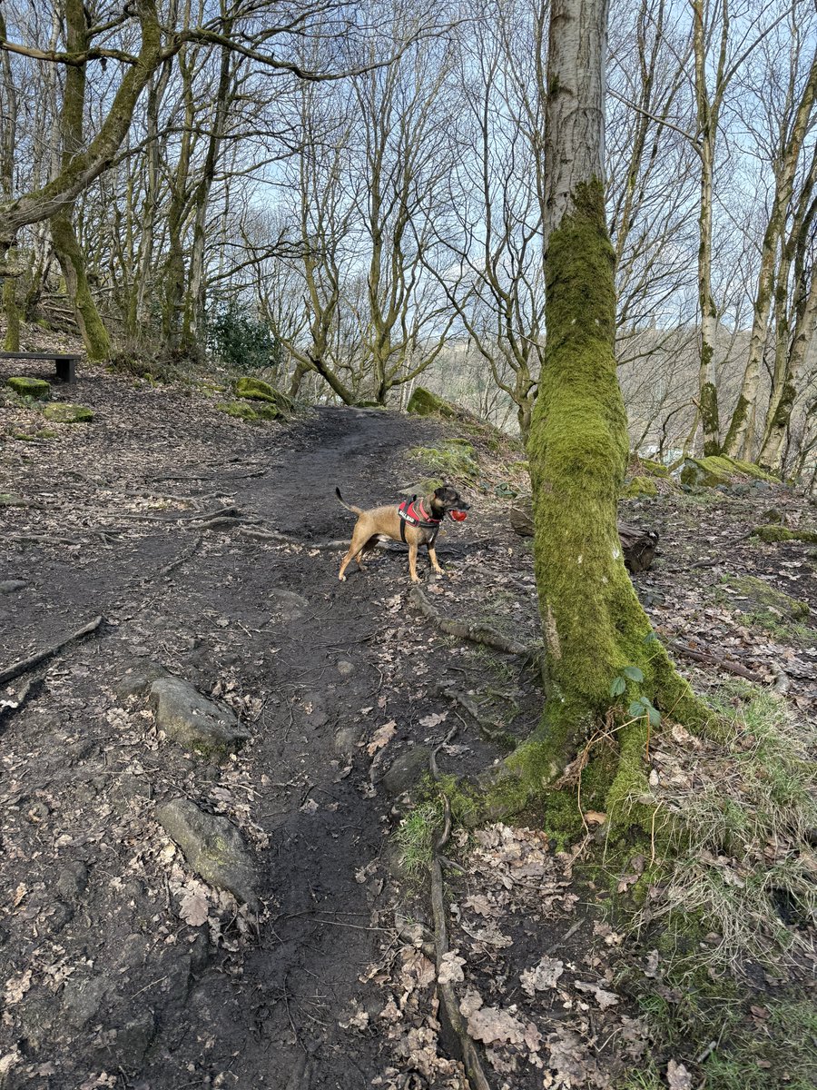 North Dean Wood followed by the Cakery @ Greetland