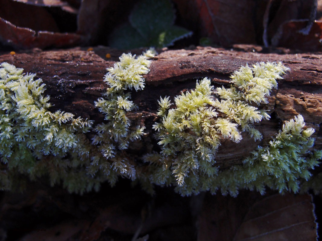 Wenig ist genug: ein morscher Ast, vereistes Moos, ein bisschen Sonne – mehr braucht es nicht für ein Winterbild.