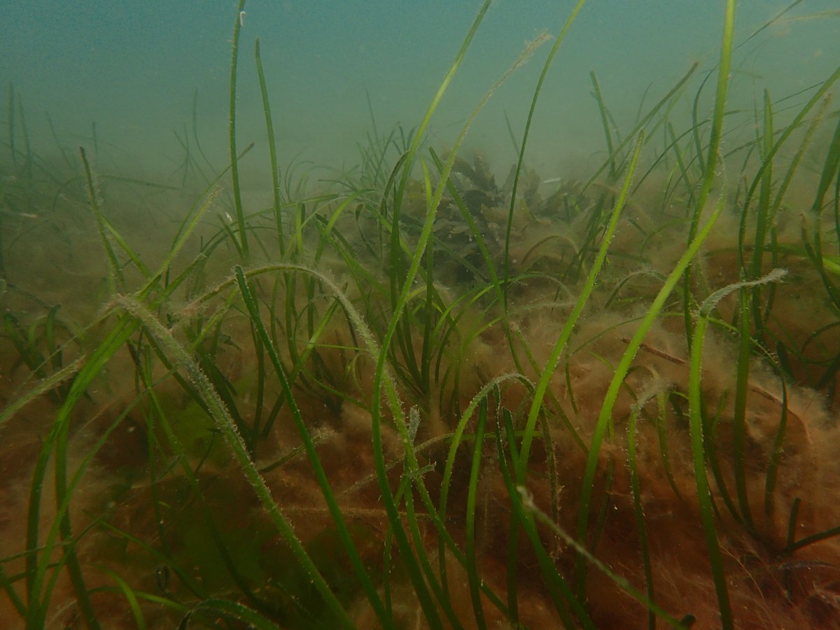 Pembrokeshire Marine Wildlife tweet media