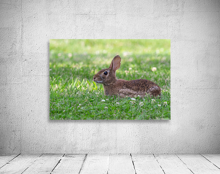 The spring weather has brought out the bunnies on a regular basis. Looking forward to photographing them again this year!

pictorem.com/929507/Eastern…

#bunny #rabbit #march #nature #wildlife